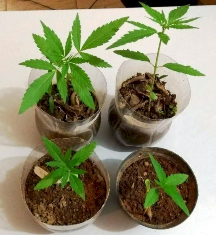 Após agredir ex-companheira, suspeito foge e polícia encontra drogas e pés de maconha em sua casa em Vilhena