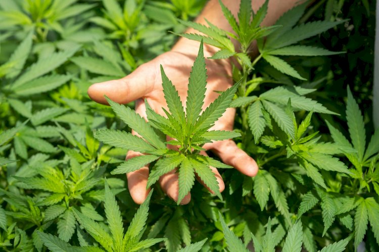 Polícia Civil recupera celular roubado e encontra plantação de maconha em Ji-Paraná