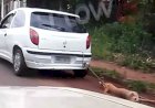Cão é arrastado por veículo em Colorado do Oeste; imagens geram revolta