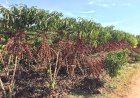 Café de Rondônia bate recordes com lavouras sadias, sustentáveis e premiadas