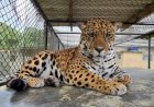 Onça-pintada é resgatada em área urbana de Ji-Paraná e será devolvida à natureza
