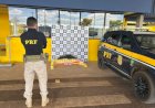 PRF apreende mais de 74 kg de drogas e prende caminhoneiro em flagrante em Pimenta Bueno (RO)