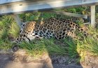 Onça-pintada atropelada é encontrada morta na BR-435 entre Vilhena e Colorado do Oeste