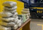 PRF apreende mais de 40 quilos de drogas e prende casal durante fiscalização em Vilhena
