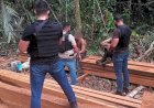 Polícia Civil flagra extração ilegal de castanheira e prende dois suspeitos em Nova Mamoré