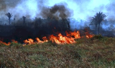 Polícia Federal prende dois por incêndios criminosos em áreas de vegetação em Rondônia