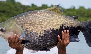 Exportações de Rondônia em 2025 já superam todo o volume de 2024, com destaque para o tambaqui