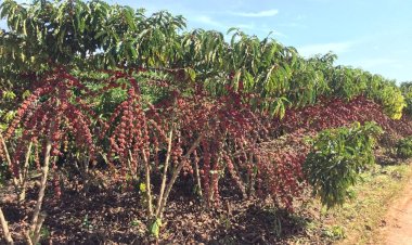 Café de Rondônia bate recordes com lavouras sadias, sustentáveis e premiadas