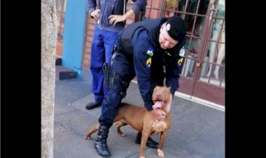 PM de Vilhena resgata Pitbull ferido e abandonado e transforma caso de maus-tratos em história de compaixão