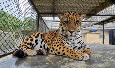 Onça-pintada é resgatada em área urbana de Ji-Paraná e será devolvida à natureza