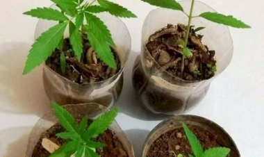 Após agredir ex-companheira, suspeito foge e polícia encontra drogas e pés de maconha em sua casa em Vilhena