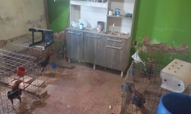 Polícia resgata 14 galos usados em rinha e encontra crianças sozinhas em casa em Vilhena