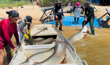Reserva extrativista em Rondônia impulsiona renda com manejo sustentável do pirarucu