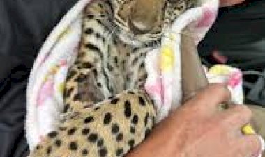 Filhote de onça-pintada é resgatado na zona rural e levado ao CETAS em Porto Velho