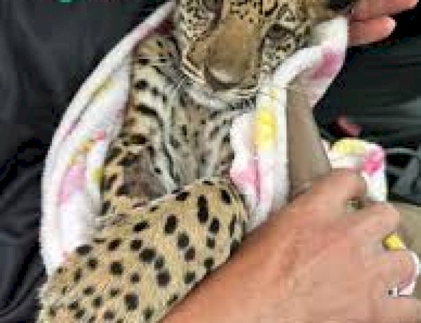 Filhote de onça-pintada é resgatado na zona rural e levado ao CETAS em Porto Velho