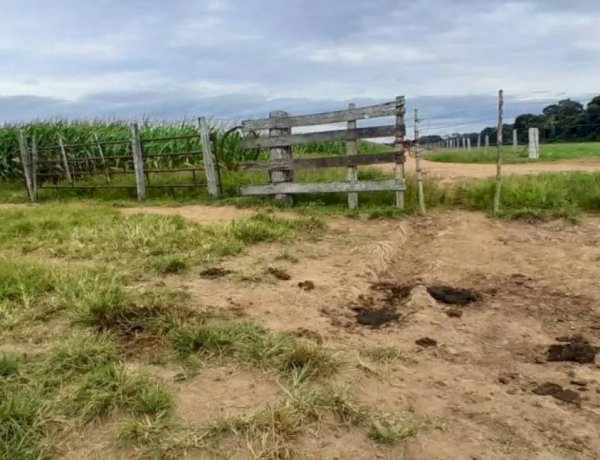 Pecuarista denuncia furto e abate clandestino de novilha em fazenda de Pimenteiras do Oeste