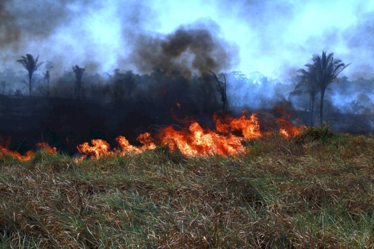 Polícia Federal prende dois por incêndios criminosos em áreas de vegetação em Rondônia