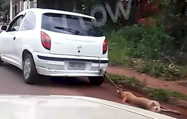 Cão é arrastado por veículo em Colorado do Oeste; imagens geram revolta