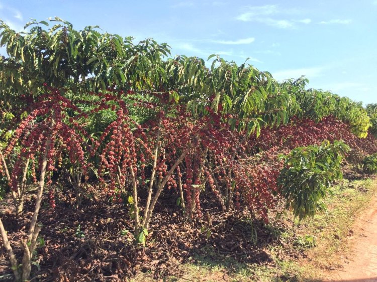 Café de Rondônia bate recordes com lavouras sadias, sustentáveis e premiadas