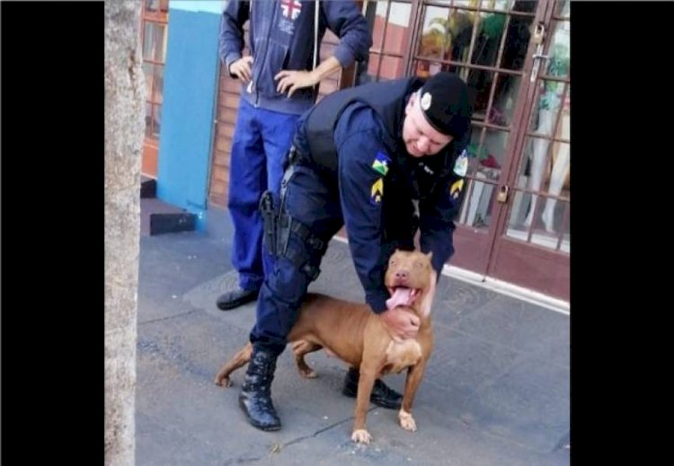 PM de Vilhena resgata Pitbull ferido e abandonado e transforma caso de maus-tratos em história de compaixão