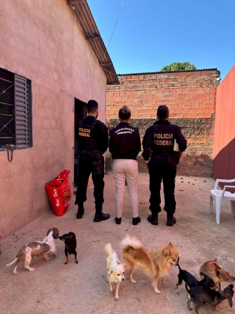 PF combate exploração sexual infantil e maus-tratos a animais em operação em Porto Velho
