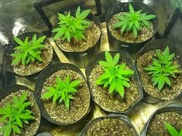 Jovem monitorado por tornozeleira é preso por cultivar maconha em casa em Vilhena