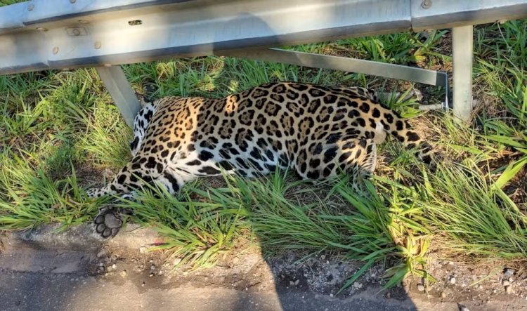Onça-pintada atropelada é encontrada morta na BR-435 entre Vilhena e Colorado do Oeste