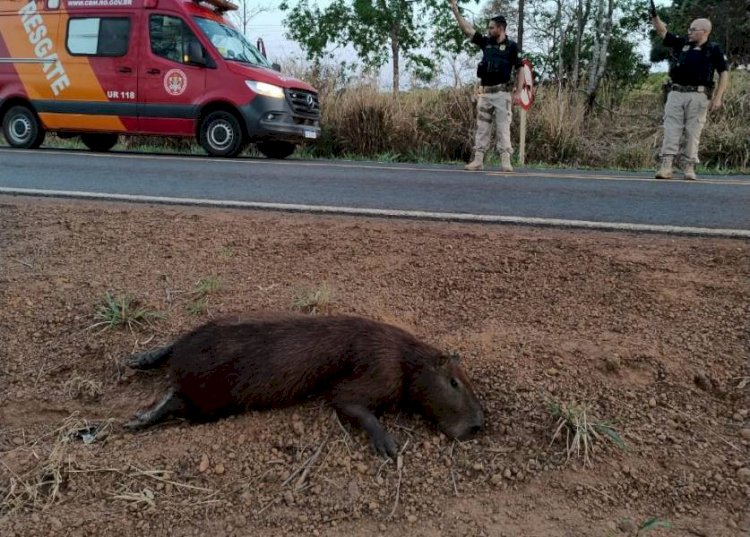 Motociclista colide com capivara e fica ferido na BR-435, em Colorado do Oeste