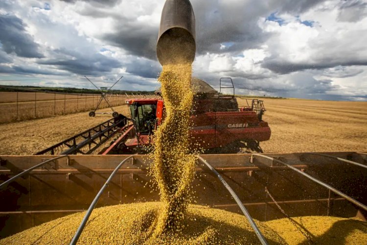 Rondônia bate recorde e alcança 5,4 milhões de toneladas de grãos na safra 2024/2025