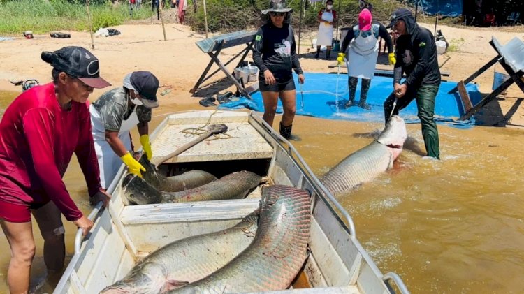 Reserva extrativista em Rondônia impulsiona renda com manejo sustentável do pirarucu