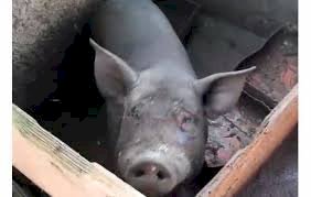 Porcos de vizinho invadem propriedade e destroem plantação no setor chacareiro de Vilhena