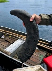 PF prende dupla com armas e partes de búfalos em área protegida de Rondônia